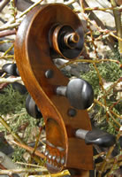 Bear Cello