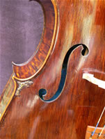 Sequoia Cello