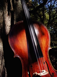 Cello #5 - front