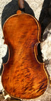 Bluebonnet Viola