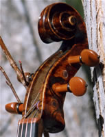 Octopus Viola