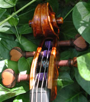 Papillon Viola