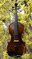 Lotus Violin