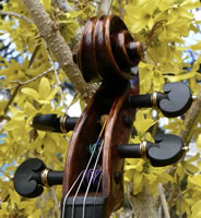 Lotus Violin
